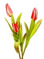 Новая цветочная упаковка к 8 марта для тюльпанов!